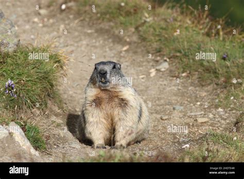 alpine marmot, alpine marmots Stock Photo - Alamy