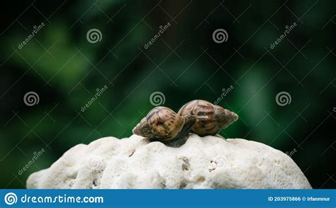 Snails on a coral reef stock photo. Image of invertebrate - 203975866