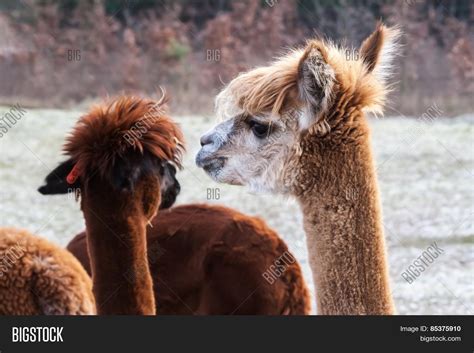 Alpaca (vicugna Pacos) Image & Photo (Free Trial) | Bigstock