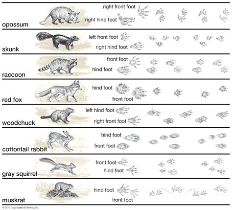 Terrestrial locomotion | Animal Locomotion, Quadrupedalism ...