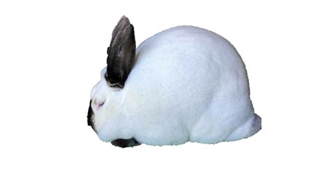 Californian Rabbit - RabbitPedia.com