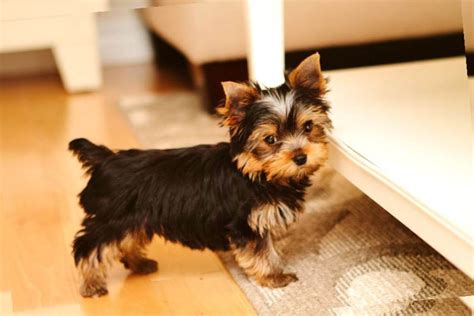 Top 105 Latest Yorkie Haircuts Pictures - Yorkshire Terrier Haircuts