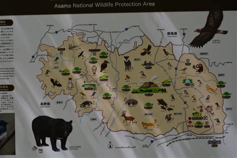 Bear Conservation and Eco-Tourism in Japan | Petlife