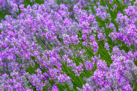 Lavender Meadow Close Up in the Garden Stock Image - Image of field, aroma: 73872835