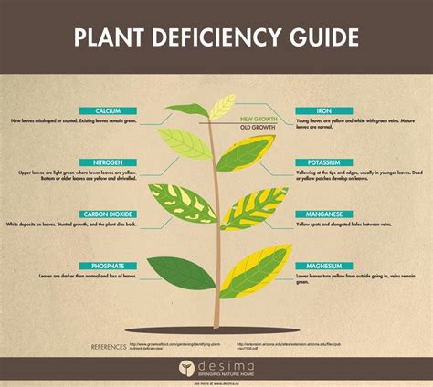 Identifying+Plant+Nutrient+Deficiencies+—+desima | Plant nutrients, Growing an avocado tree ...