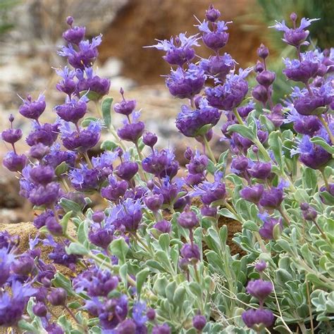 Salvia dorrii, Desert Purple Sage | High Country Gardens