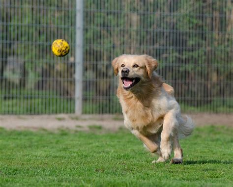 Can Golden Retrievers Run Long Distances