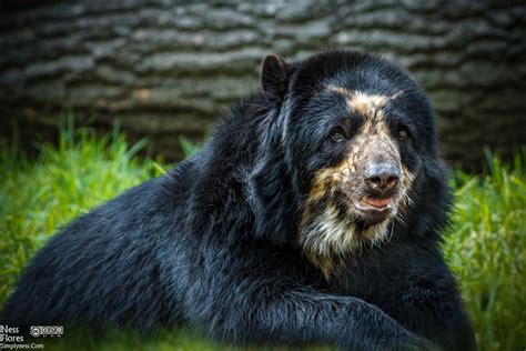 Spectacled or Andean Bear | Bear, Spectacled bear, Power animal