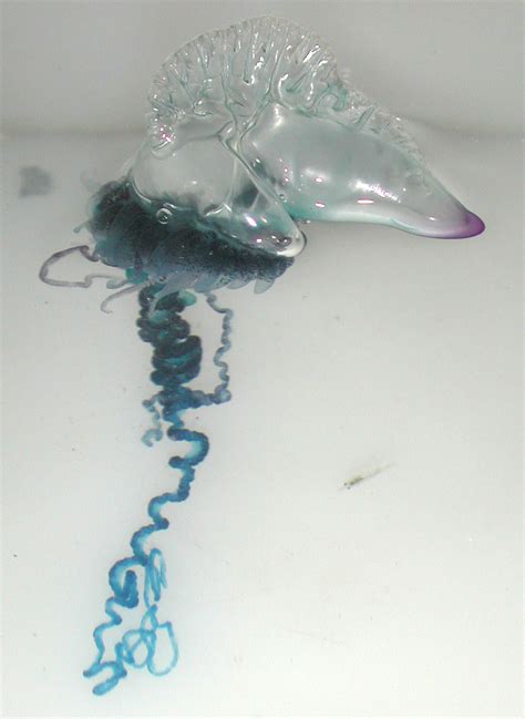 Real Monstrosities: Portuguese Man o' War