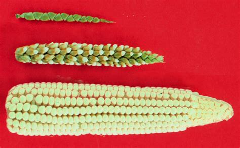 corn kernel – awkward botany