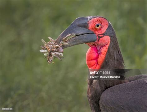 Ground Hornbill High-Res Stock Photo - Getty Images