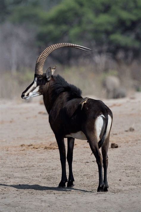 Sable Antelope | African animals, Wildlife animals, Animals wild