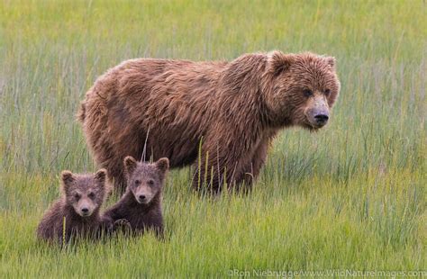 Grizzly Bear Sow with Cubs | Photos by Ron Niebrugge