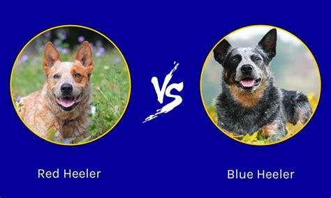 Red Heeler vs Blue Heeler: What Is The Difference? - A-Z Animals