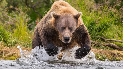 Alaska Peninsula brown bear hunting for salmon, Katmai National Park, Alaska, USA | Windows 10 ...