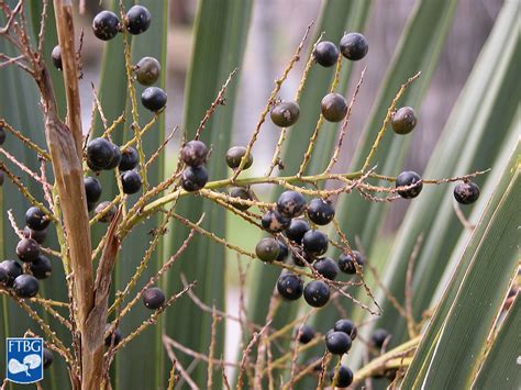 Sabal minor | Identifying Commonly Cultivated Palms