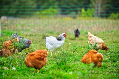 Sustainable Chicken Farming | Freedom Ranger Hatcheries Blog