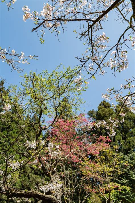 Cherry Blossom in Alishan National Forest Recreation Area Stock Image ...