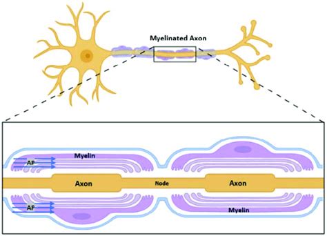 A schematic diagram of myelinated axon in the nerve fiber. | Download ...