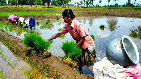 How Rice is Made step by step from india /rice cultivation in india ...