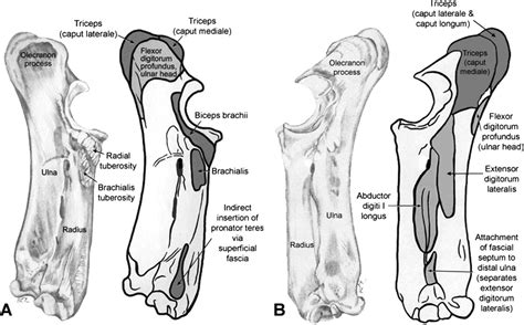 Forelimb myology of the pygmy hippopotamus (Choeropsis liberiensis) - Fisher - 2007 - The ...