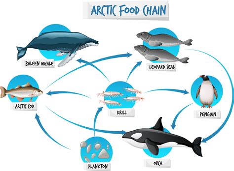 Arctic Food Chain Diagram Concept 2284938 Vector Art at Vecteezy