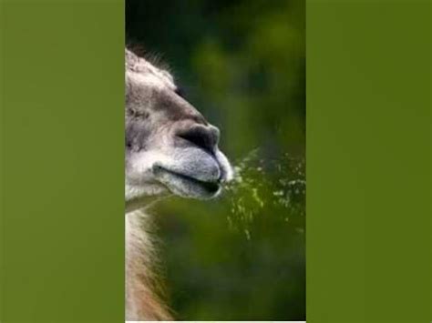 Spitting Llamas - YouTube