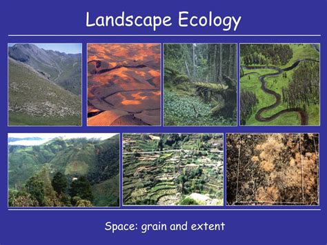 PPT - Spatial ecology II: landscapes PowerPoint Presentation, free download - ID:6109592