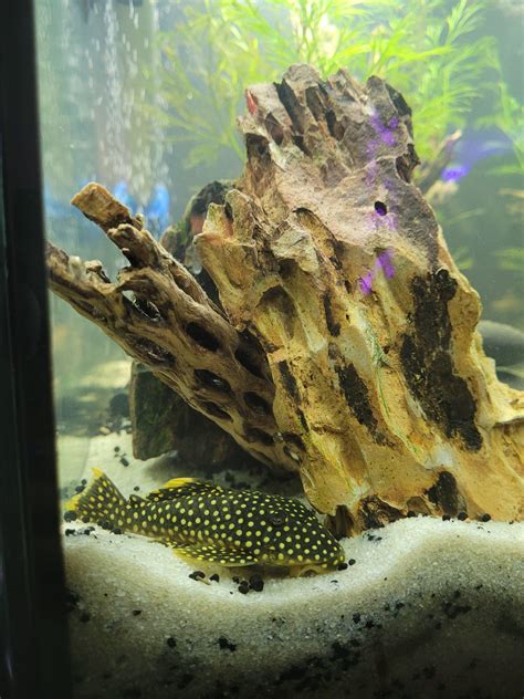 Hypostomus Plecostomus: Care Guide, Breeding & Tank Size