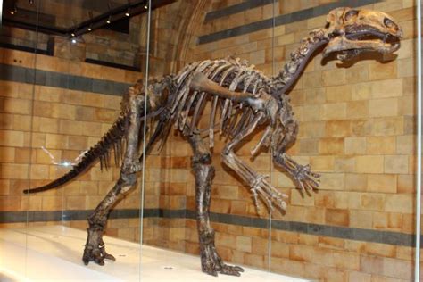 What Are the Most Famous Dinosaur Fossils in the World? | My Dinosaurs