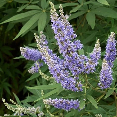 Vitex Negundo: Medicinal Uses for Inflammation and Skin