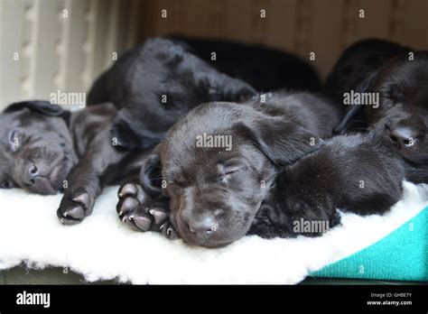 Black Labrador puppies sleeping on decking all together Stock Photo - Alamy