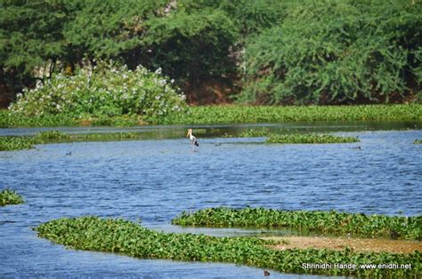 Chitlapakkam Lake, near Tambaram Chennai - eNidhi India Travel Blog