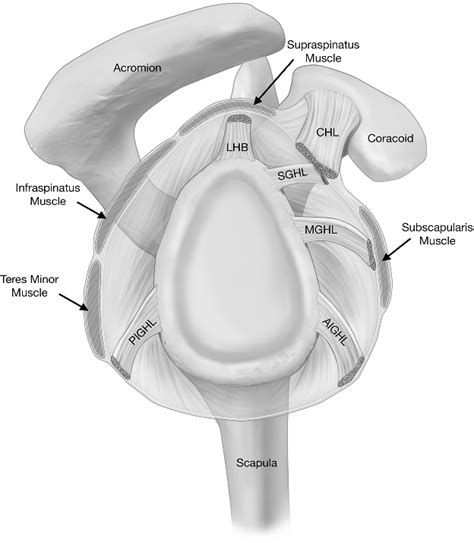 Middle glenohumeral ligament | Semantic Scholar