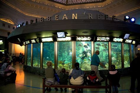 Guide to Chicago's Shedd Aquarium