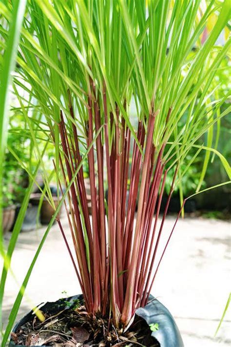 Growing Citronella: Varieties, Planting Guide, Care, Problems and Harvest