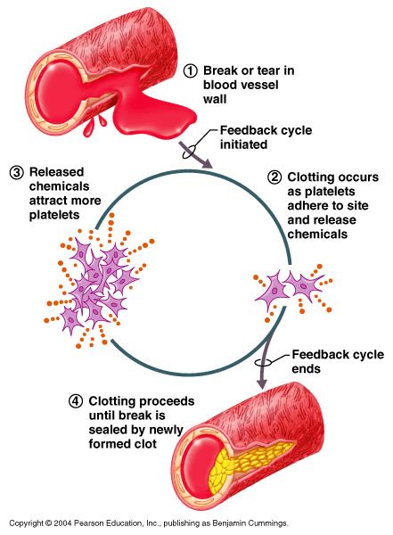 Feedback mechanism - Definition and Examples - Biology Online Dictionary