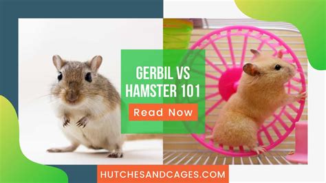 Gerbil Vs Hamster 101: Everything You Need To Know!