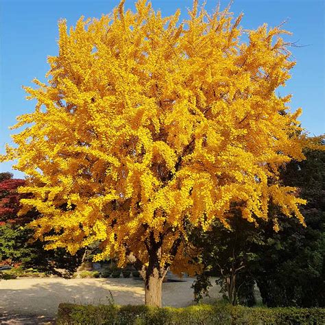 Ginkgo Trees for Sale | FastGrowingTrees.com