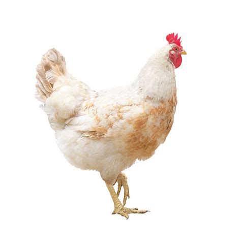 Chicken Claw Stock Photos, Pictures & Royalty-Free Images - iStock