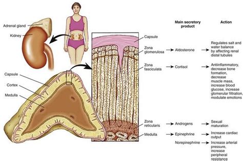 15: Adrenal Insufficiency | Pocket Dentistry