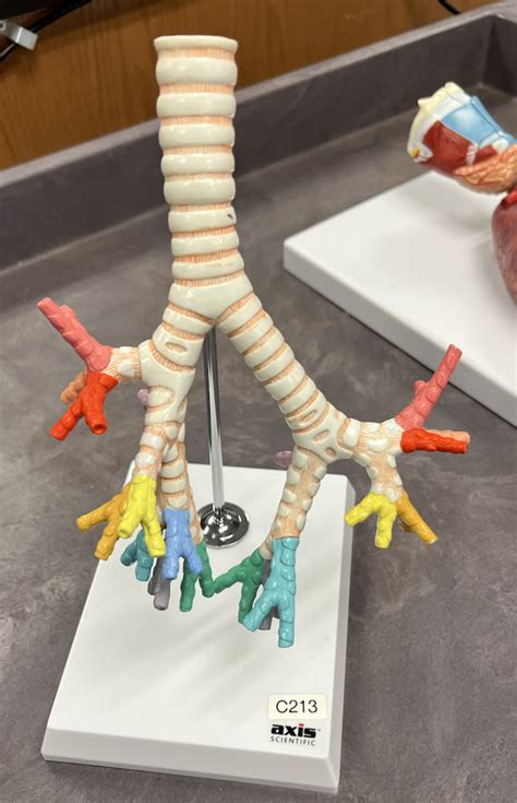 Bronchioles Diagram | Quizlet