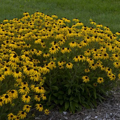 Photo Essay | Perennials for Fall Color | Perennial Resource