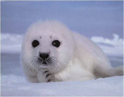 Baby Seal Wallpapers - Wallpaper Cave