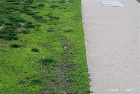 Prostrate Knotweed | Purdue University Turfgrass Science at Purdue University