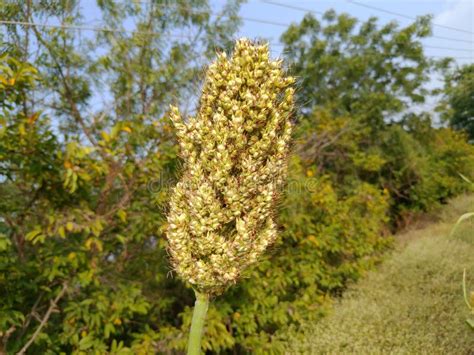 This is a Natural Jawar Crop in the Field Village of Ambegaon Aurangabad Maharashtra India Stock ...