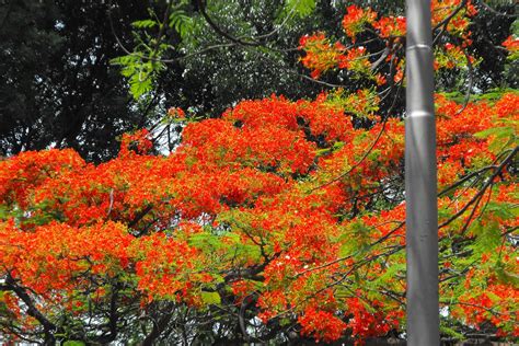 webofarun: Gulmohar