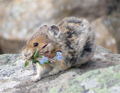 Exploring areas where American pikas (Ochotona princeps) can thrive.