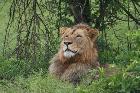 Fotos gratis : africano, león, masculino, Kruger, parque Nacional, Sudáfrica, fauna silvestre ...