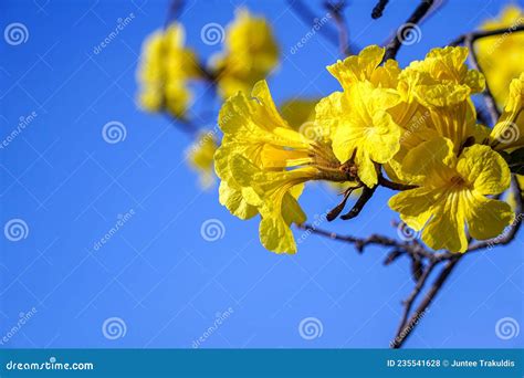 Tabebuia aurea stock photo. Image of focus, colorful - 235541628